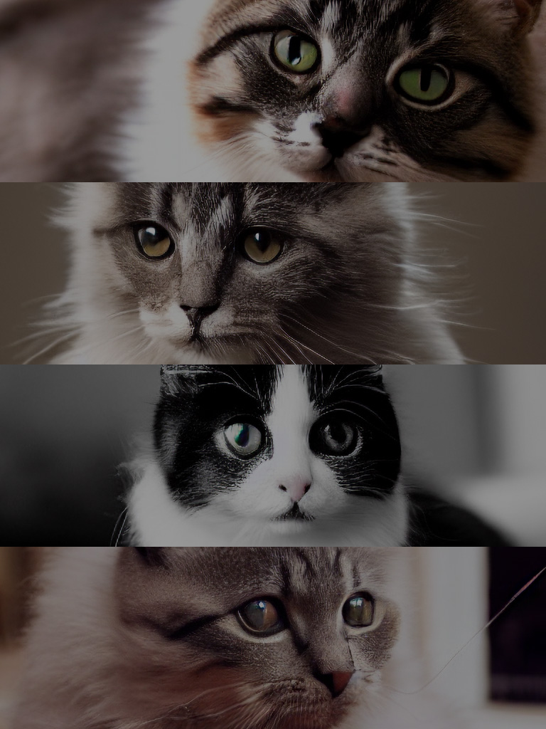 猫たち